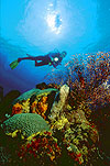 Diver and Brain Coral