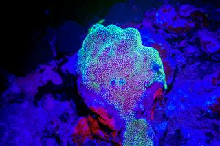 Donated Fluoro Light Image