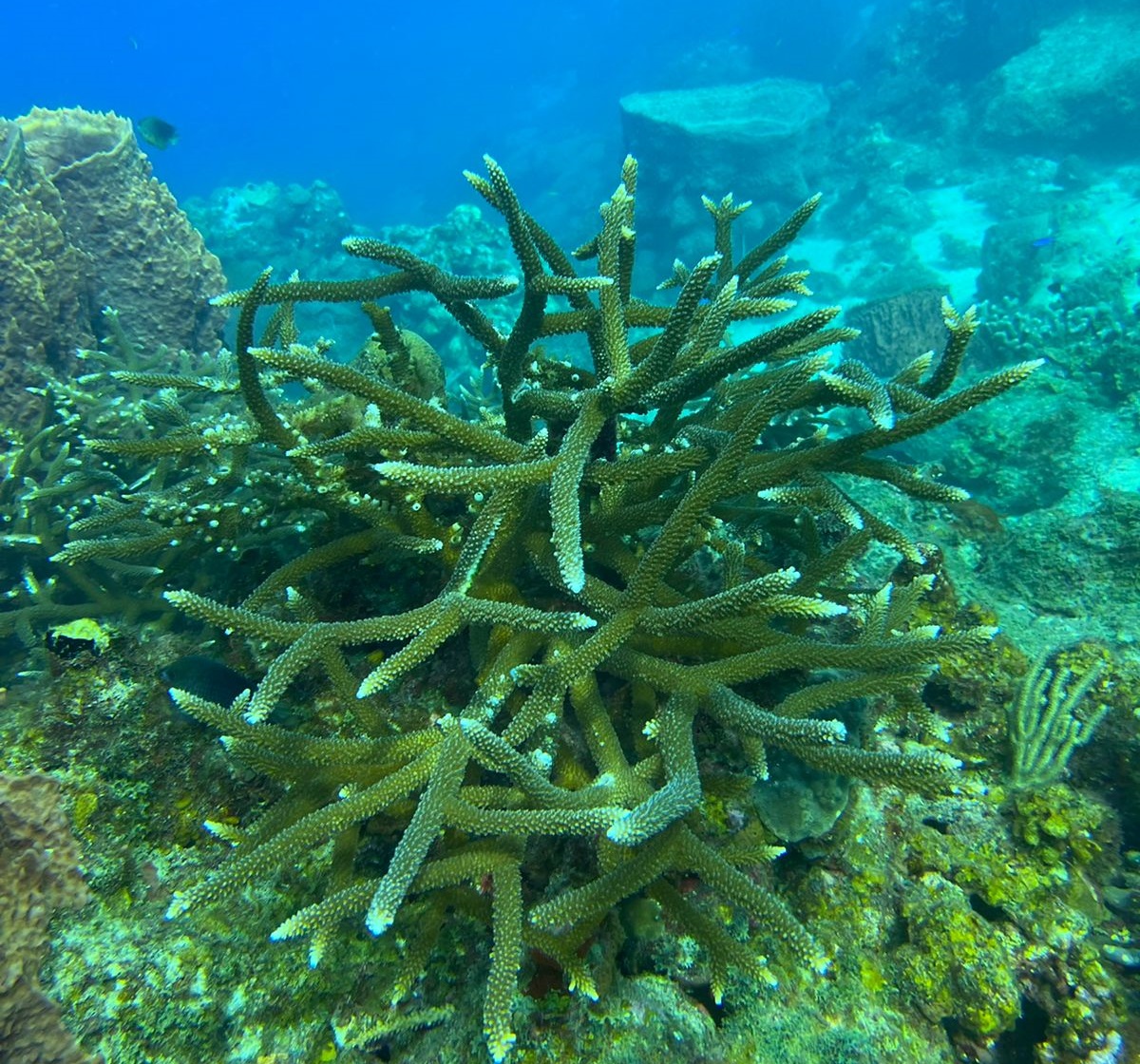 Acropora Coral