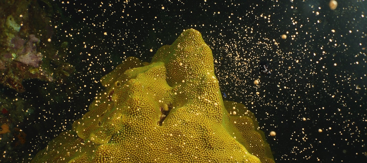 Coral Spawning 2019