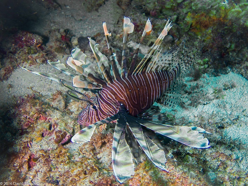 Lionfish