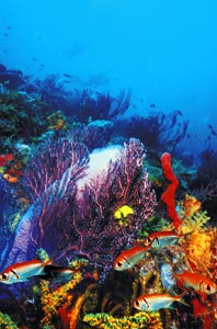 Fish and Reef