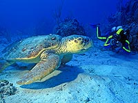 Diver and Turtle