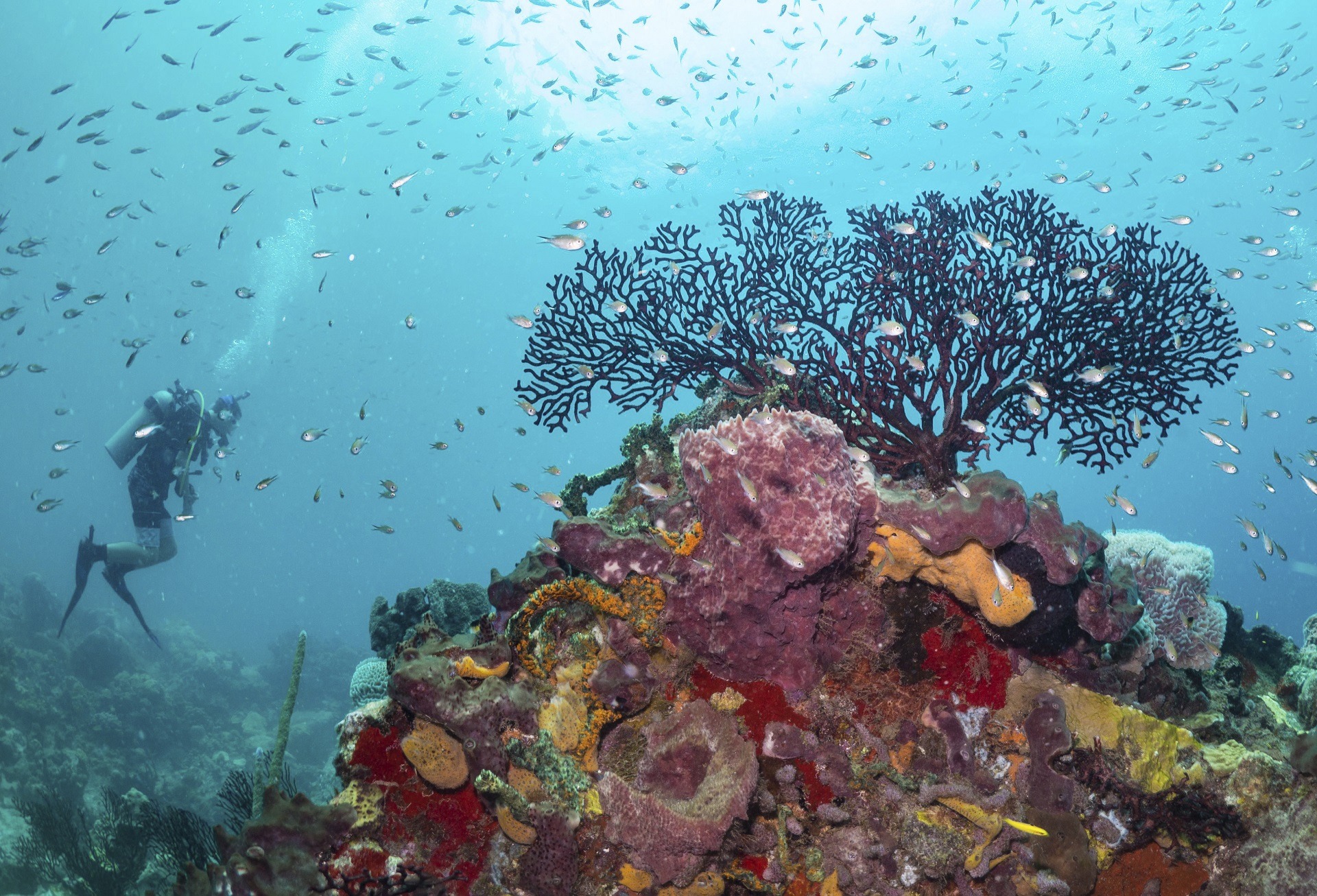 Scuba St Lucia