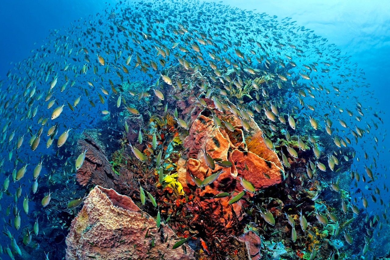 Snorkeling Scuba St Lucia